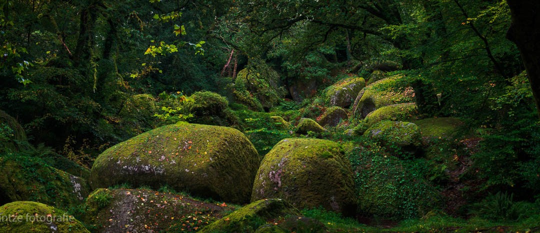 Alter Wald