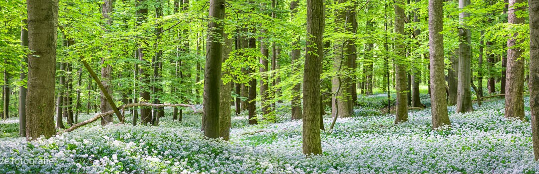 Frühlingswald
