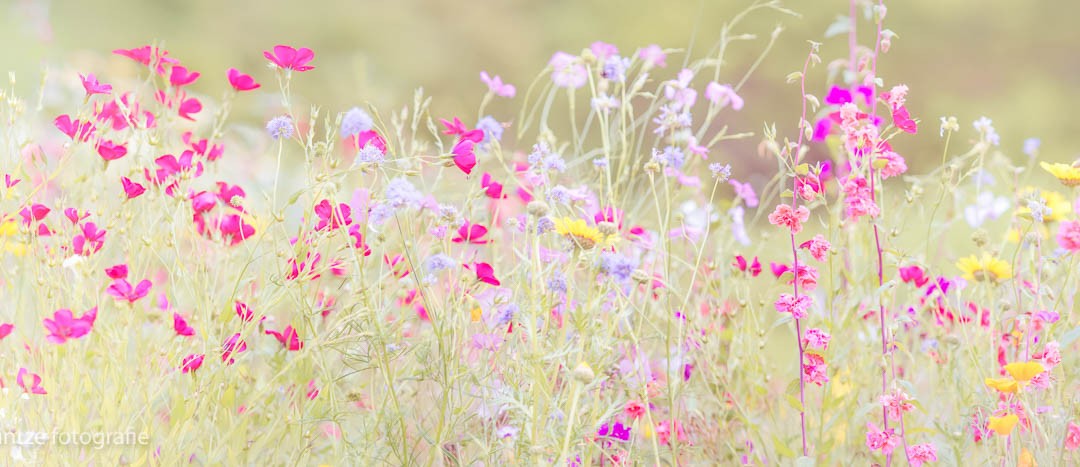 Sommerwiese II