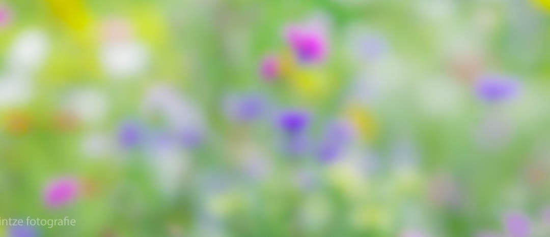 Sommerwiese
