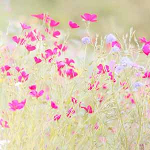 Blumen / Pflanzen