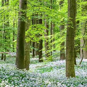 Wälder / Bäume