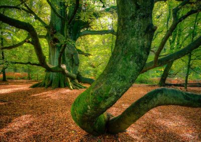 Alte Buche im Urwald Sababurg