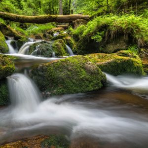 Foto Workshop Wildbäche im Wald