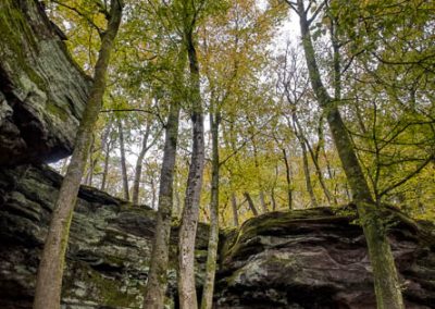 Buchen und Fels, Fotoworkshop im Pfälzerwald