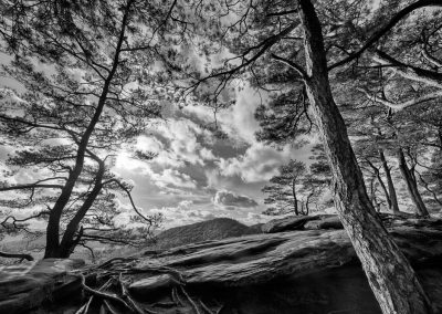 Kiefern extrem, Fotoworkshop im Pfälzerwald