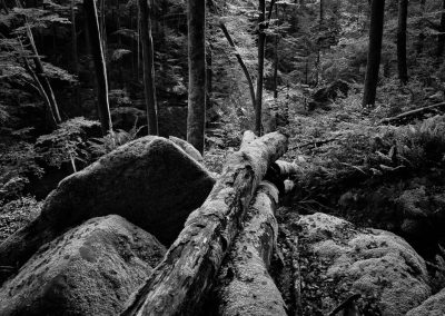 Totholz im Buchenwald, Fotoworkshop im Pfälzerwald