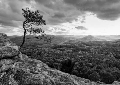 Kiefer am Felsen, Fotoworkshop im Pfälzerwald