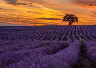Lavendelfeld im Sonnenuntergang