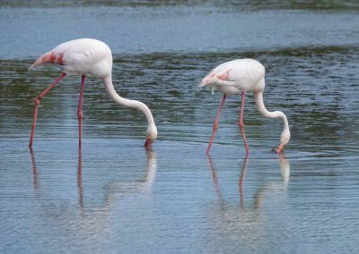 2 Flamingos in der Camargue