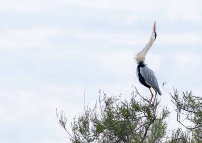 Graureiher in der Camargue