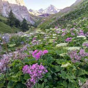 Bergblumenwiese mit Groß Glockner