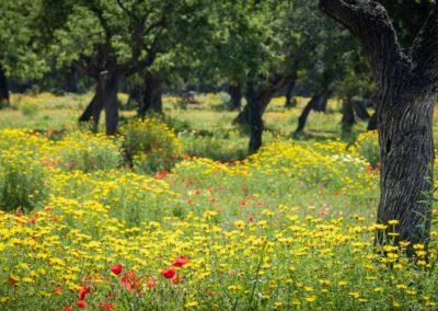 Mallorca: Mandelplantage