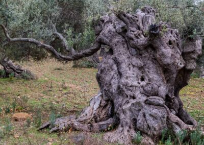 Mallorca: Alter Olivenbaum 1