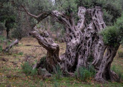 Mallorca: Alter Olivenbaum 2